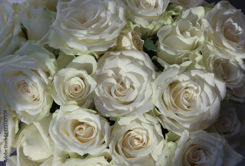 Front top studio photo of a white rose with selective focus in a bouquet on a soft gray background, wide format for banner