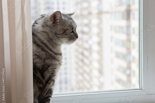 Big fat Scottish cat sitting by the window. Beautiful grey cat is looking away. Funny pet. Copy space for text