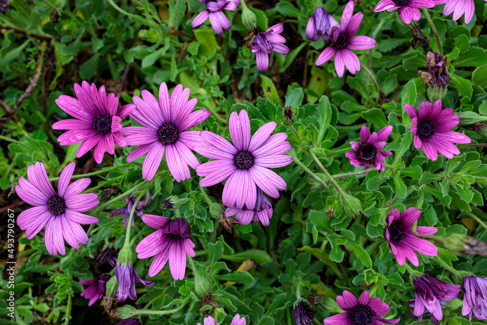Radiant Beauty: Pink Flower in the Garden Radiant Beauty: Pink Flower in the Garden