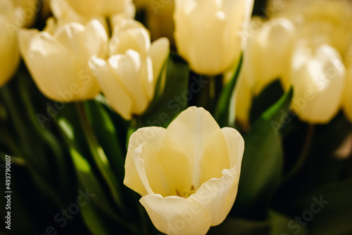Bouquet with beautiful yellow tulips on a wooden light background. Buds of yellow tulips. One tulip bud close up