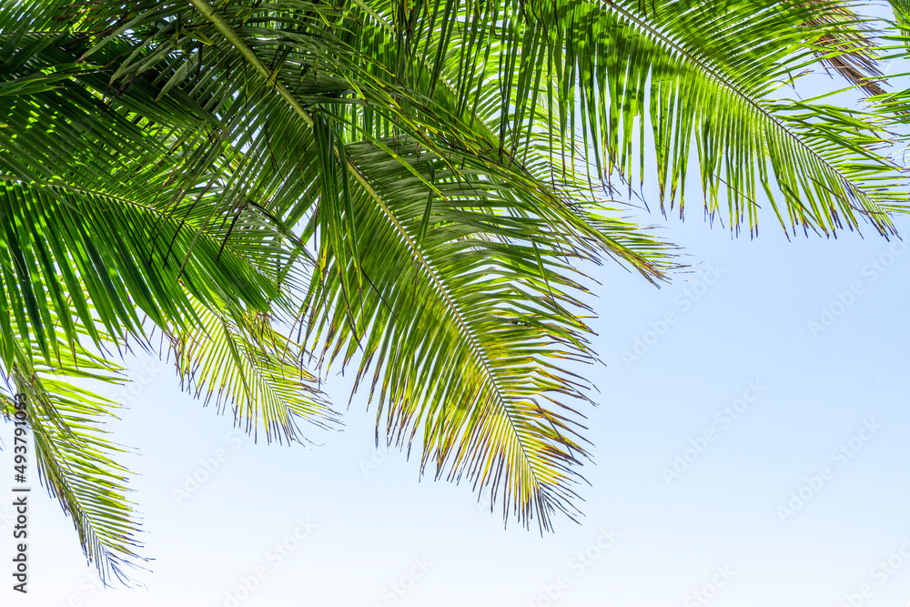 Palm tree leaf on blue sky. Tropical island, beach vacation and travel background