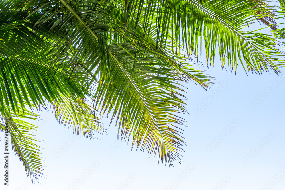 Palm tree leaf on blue sky. Tropical island, beach vacation and travel background Palm tree leaf on blue sky. Tropical island, beach vacation and travel background