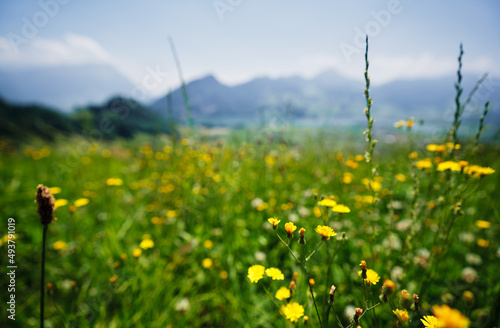 Green flowers meadow in Alps mountains.