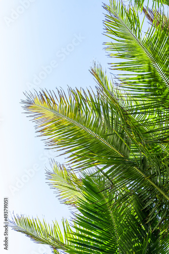 Palm tree leaf on blue sky. Tropical island  beach vacation and travel background