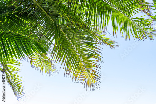 Palm tree leaf on blue sky. Tropical island, beach vacation and travel background © Joao
