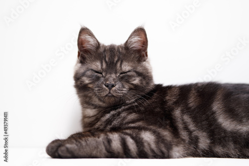 Obraz na plátně Adorable scottish black tabby kitten on white background.
