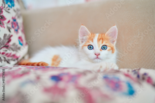 Adorable little kitten sitting on the sofa.