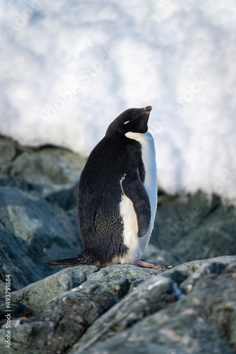 Adelie penguin stands on rock closing eyes