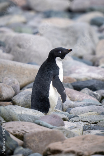 Adelie penguin stands on shingle in profile