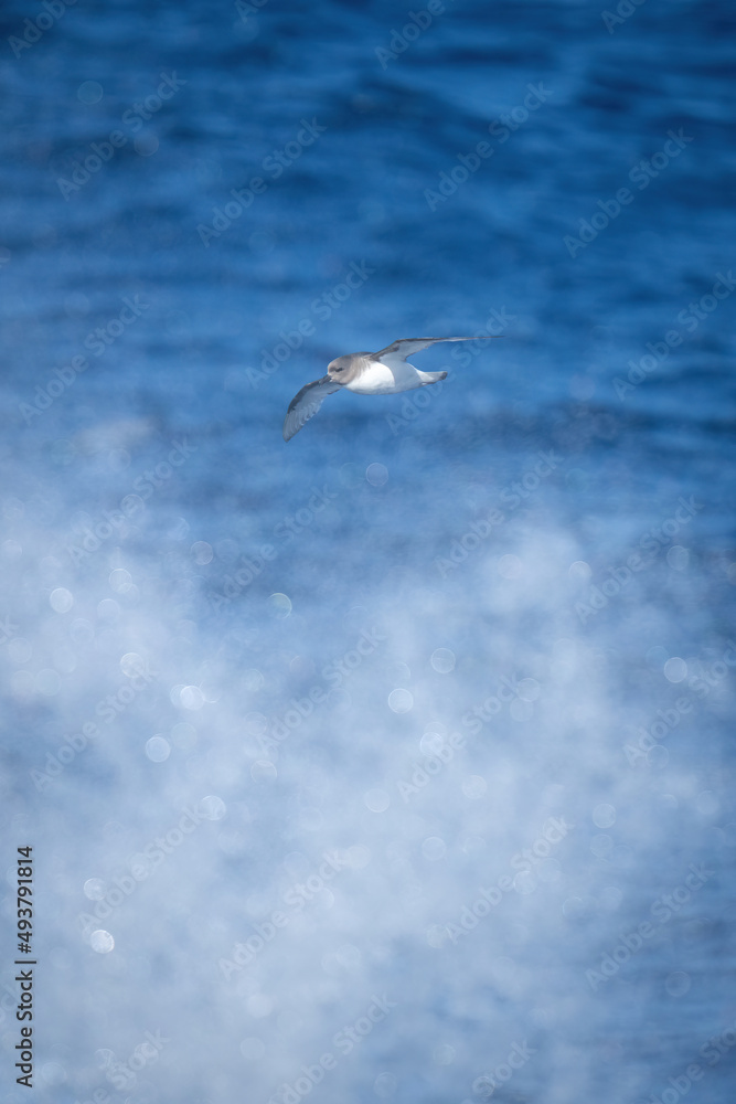 Antarctic petrel glides over spray from sea
