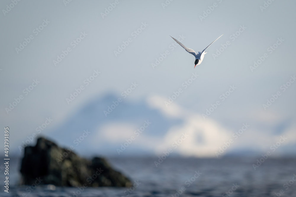 Antarctic tern dives towards ocean to fish Antarctic tern dives towards ocean to fish