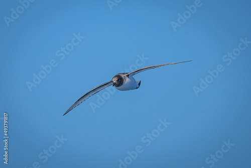 Antarctic petrel in blue sky spreading wings