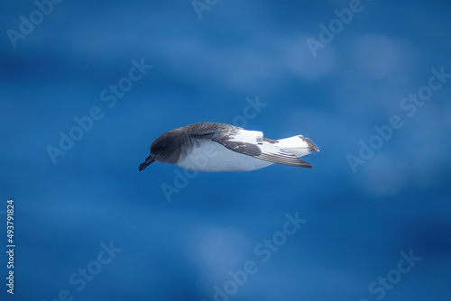 Antarctic petrel in profile with tucked wings photo