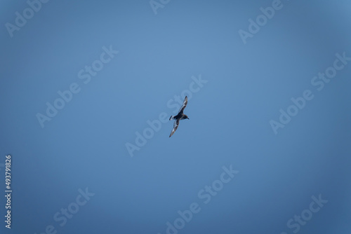 Antarctic petrel gliding in clear blue sky