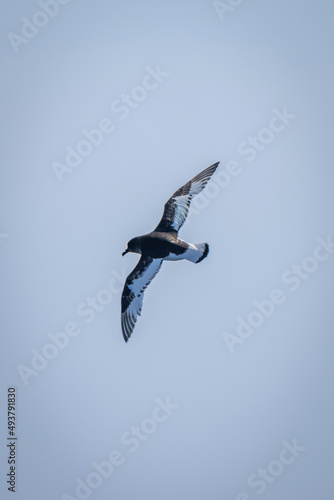 Antarctic petrel makes banked turn in sky photo