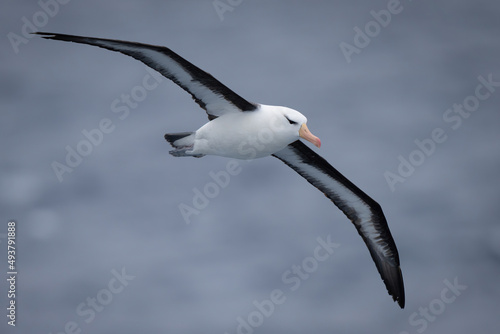 Black-browed albatross crosses ocean with wings spread photo