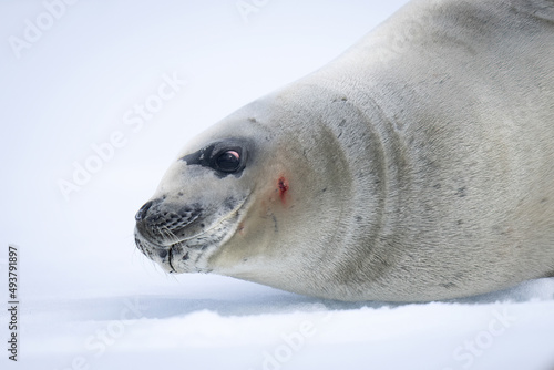 Close-up of crabeater seal lying on snow