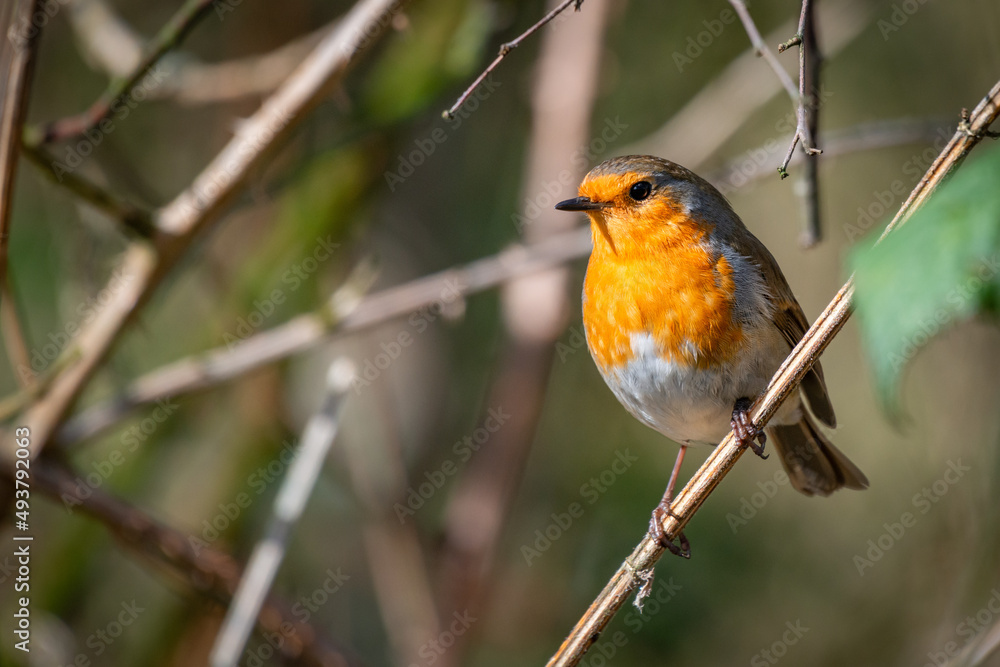 Robin Bird perched in the sun