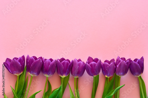 A bouquet of purple and red tulips in a row on a pink empty copy space background