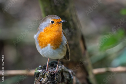 Robin Bird perched in the sun © philscarlett.co.uk