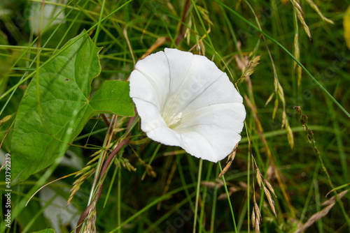 white flower
