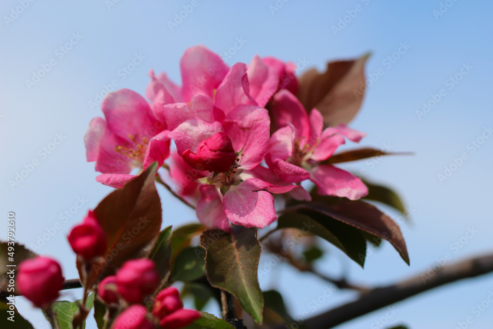 A branch of fruit tree blossoms are in full bloom with selective focus against a blue sky background
