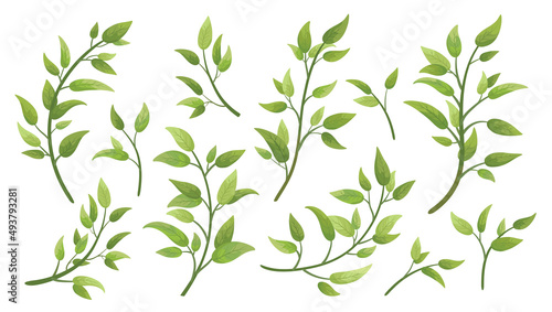 Vector designer elements set collection green branch with leaves. Decorative beauty elegant illustration for design leaf in watercolor style.