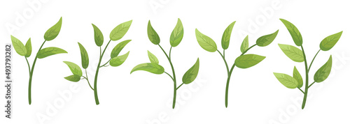 Vector designer elements set collection green branch with leaves. Decorative beauty elegant illustration for design leaf in watercolor style.