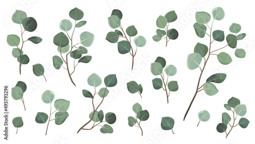 Vector designer elements set collection green eucalyptus leaves. Decorative beauty elegant illustration for design leaf in watercolor style.