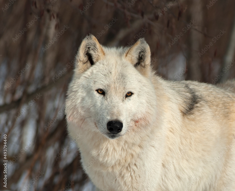 White timber wolf close up