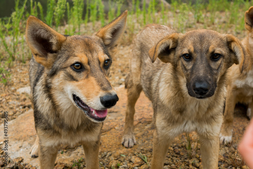 Two young dogs are together outdoors. Family  a group of dogs of the same breed on a walk in the forest. 