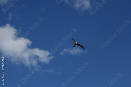 Flying seagull against the blue sky with few clouds