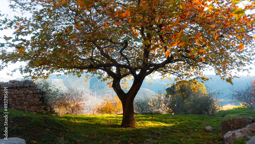 Autumn Tree