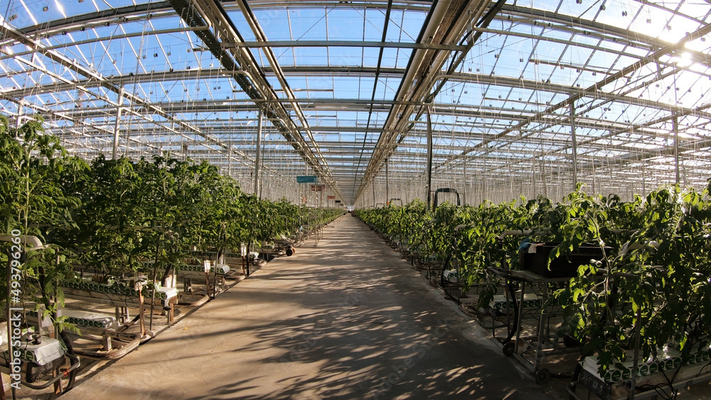 Industrial greenhouse for growing vegetables. Cultivation and selection of vegetables on greenhouse agricultural land.