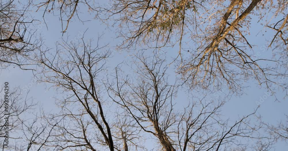 Arbres nus par temps venteux