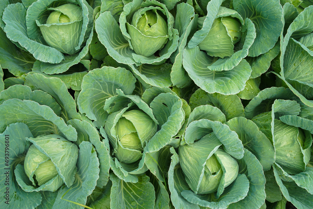 Green fresh cabbage maturing heads growing in the farm field. Green fresh cabbage maturing heads growing in the farm field.