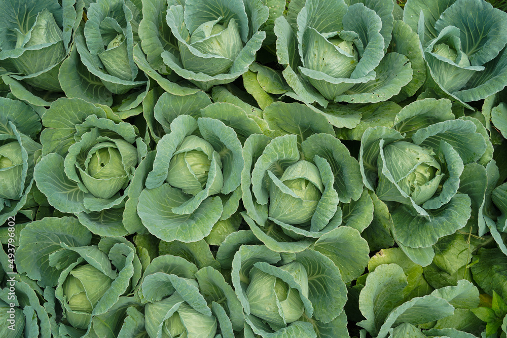 Green fresh cabbage maturing heads growing in the farm field. Green fresh cabbage maturing heads growing in the farm field.