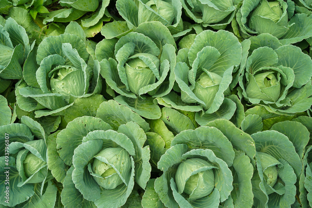 Fototapeta premium Green fresh cabbage maturing heads growing in the farm field.