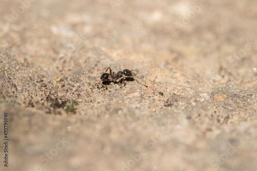 les fourmis © MaChaPhotoGraphie
