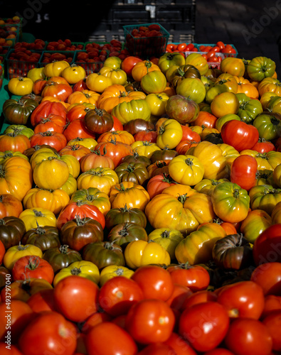Fototapeta Naklejka Na Ścianę i Meble -  Shiny Summer Heirloom Tomatoes