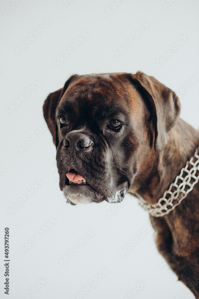 boxer dog breed gracefully lies on a white background boxer dog breed gracefully lies on a white background