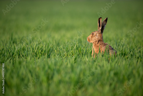 European Brown Hare in Grassland © philscarlett.co.uk