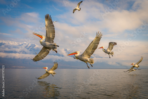 Pelicans