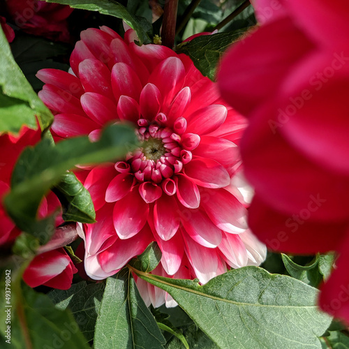 Red pink and white dahlia flower peaking out into the sunshine 