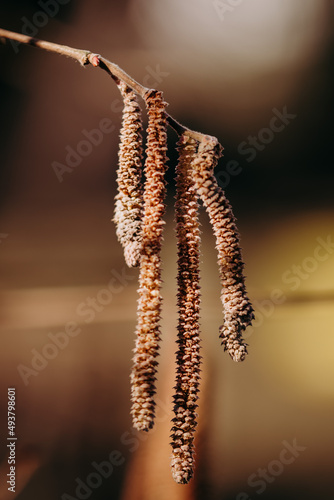 Fototapeta Naklejka Na Ścianę i Meble -  Początek wiosny i pierwsze pąki na gałęziach