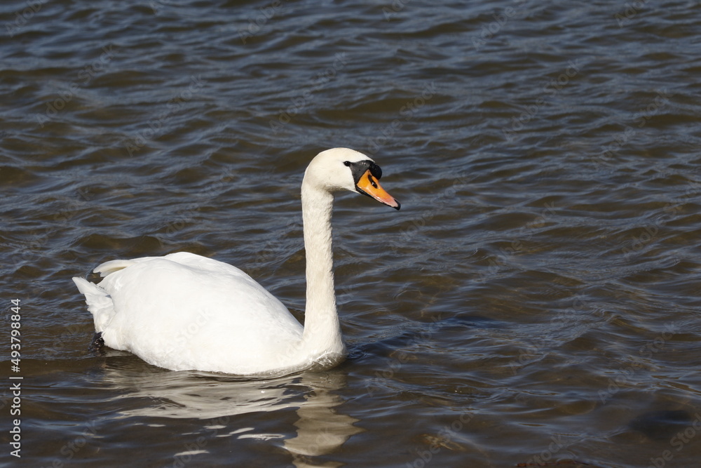 swan on water, rhine (rhein) river, lake in germany. unedited photo swan on water, rhine (rhein) river, lake in germany. unedited photo