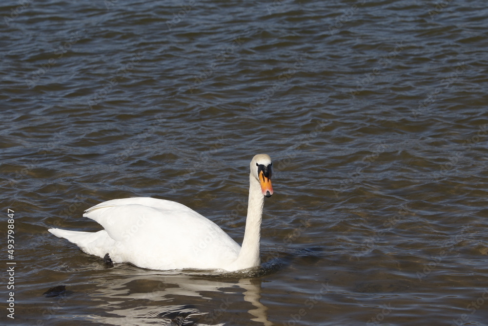 swan on water, rhine (rhein) river, lake in germany. unedited photo