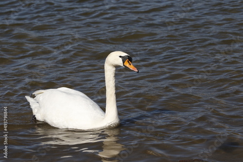 swan on water  rhine  rhein  river  lake in germany. unedited photo