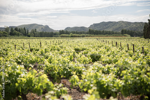 les vignes