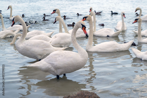 Swan lake. Wild white swan on the pond. Selecrive focus